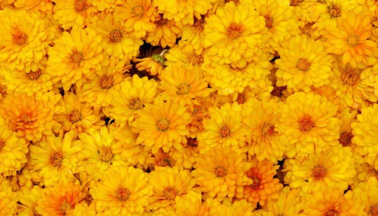 سری شصت و پنجم تصویر زمینه برای کامپیوتر   Wallpapers