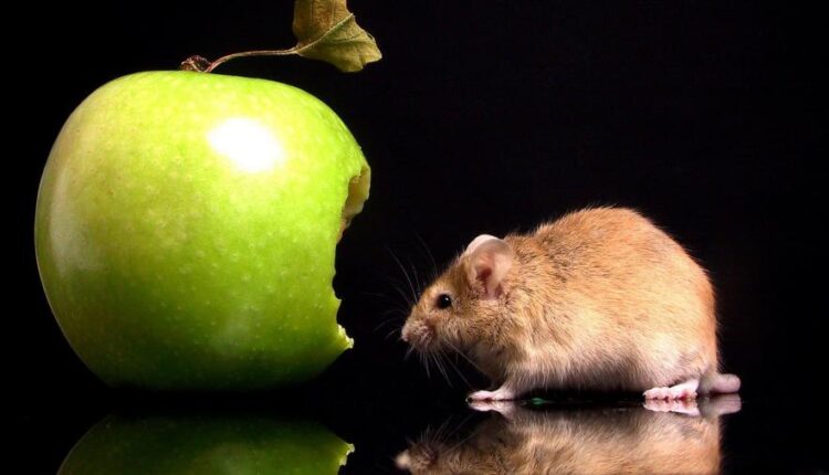 سری شصت و پنجم تصویر زمینه برای کامپیوتر   Wallpapers