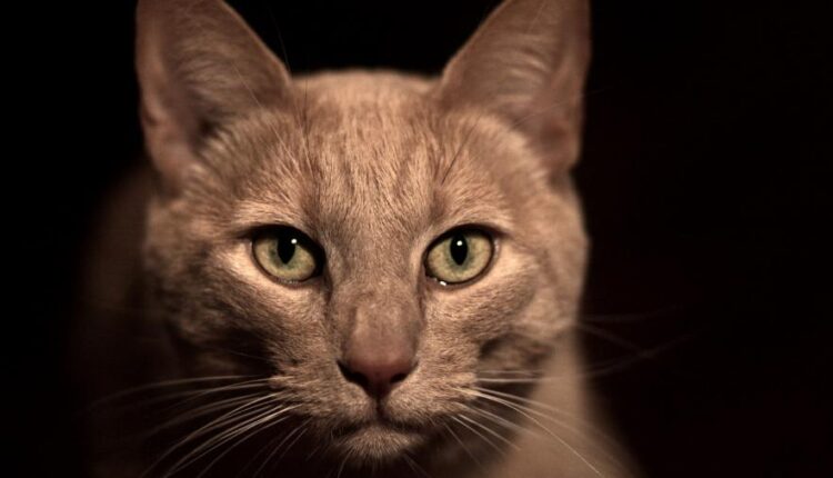 سری شصت و پنجم تصویر زمینه برای کامپیوتر   Wallpapers