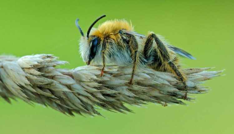 سری شصت و پنجم تصویر زمینه برای کامپیوتر   Wallpapers