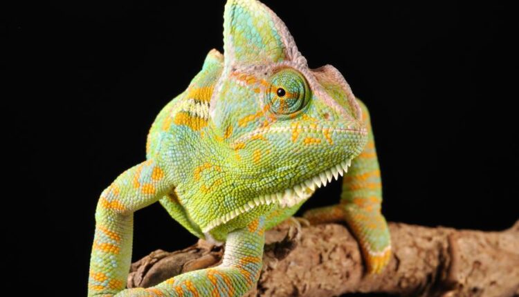 سری شصت و پنجم تصویر زمینه برای کامپیوتر   Wallpapers