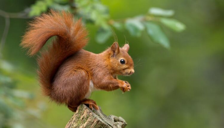 سری شصت و پنجم تصویر زمینه برای کامپیوتر   Wallpapers