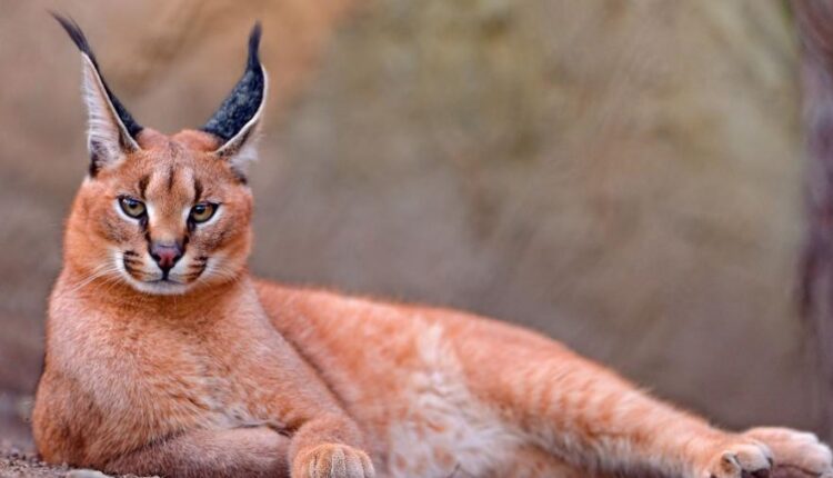 سری شصت و هشتم والپیپر برای کامپیوتر   Beautiful Wallpapers