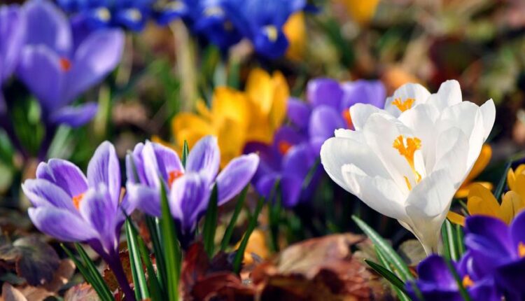 سری شصت و هشتم والپیپر برای کامپیوتر   Beautiful Wallpapers