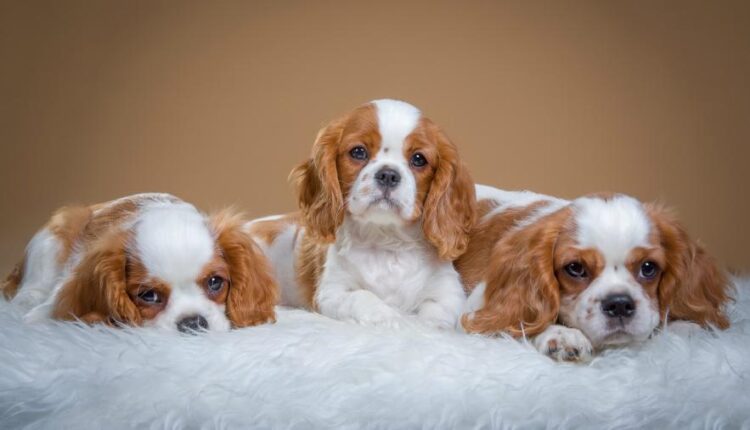 سری شصت و هشتم والپیپر برای کامپیوتر   Beautiful Wallpapers