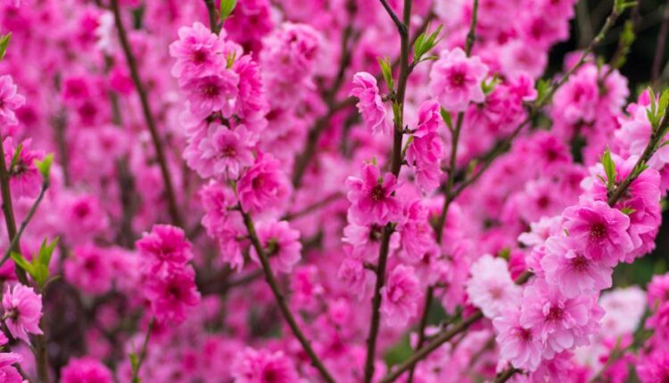 سری شصت و هشتم والپیپر برای کامپیوتر   Beautiful Wallpapers