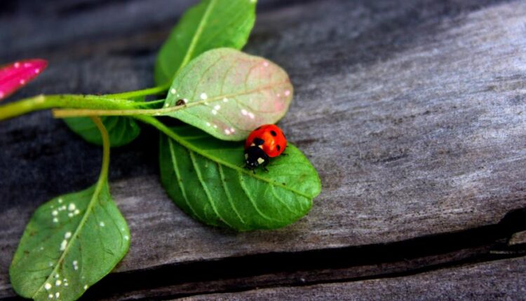 سری شصت و هشتم والپیپر برای کامپیوتر   Beautiful Wallpapers