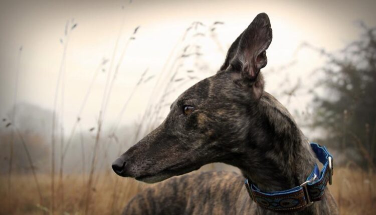 سری شصت و هشتم والپیپر برای کامپیوتر   Beautiful Wallpapers