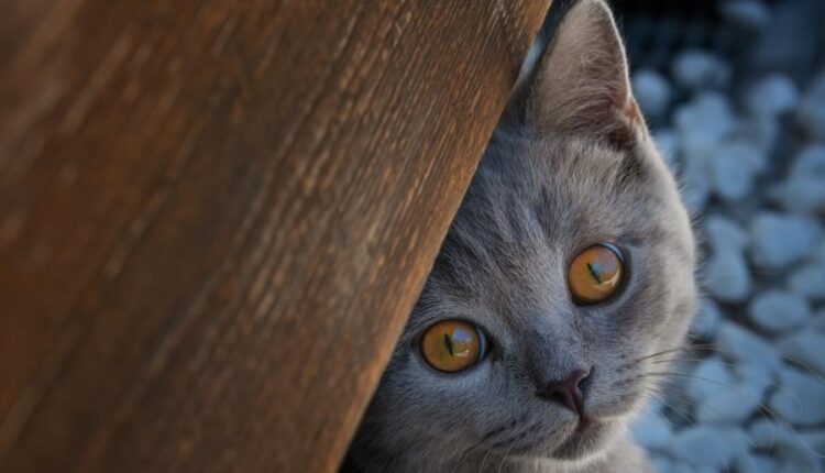 سری پنجاه و نهم تصویر زمینه های گوشی   Beautiful Wallpapers