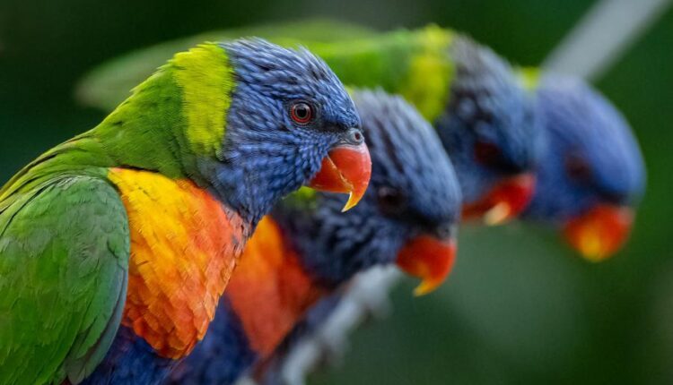 سری پنجاه و نهم تصویر زمینه های گوشی   Beautiful Wallpapers