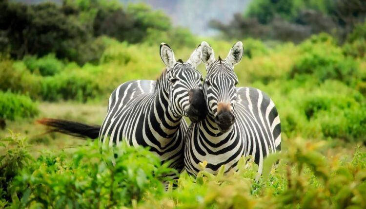 سری پنجاه و نهم تصویر زمینه های گوشی   Beautiful Wallpapers