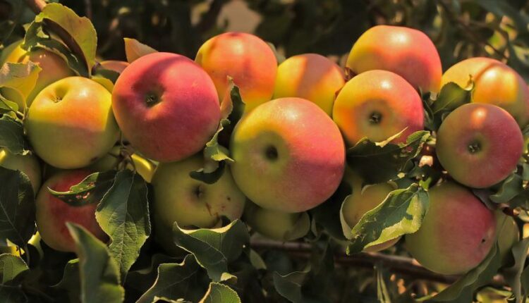 سری پنجاه و نهم تصویر زمینه های گوشی   Beautiful Wallpapers