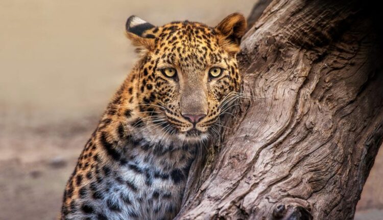 سری پنجاه و نهم تصویر زمینه های گوشی   Beautiful Wallpapers