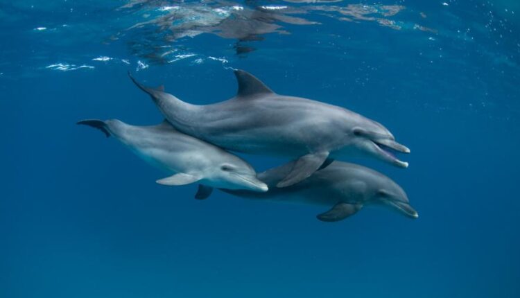 سری پنجاه و نهم تصویر زمینه های گوشی   Beautiful Wallpapers