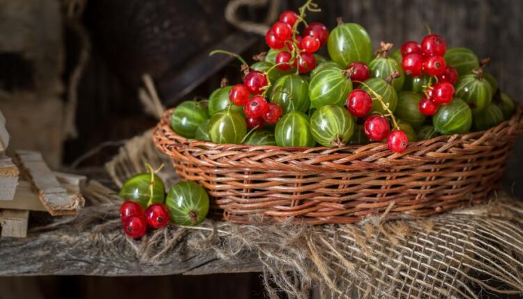 سری پنجاه و نهم تصویر زمینه های گوشی   Beautiful Wallpapers