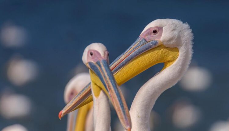 سری پنجاه و نهم تصویر زمینه های گوشی   Beautiful Wallpapers