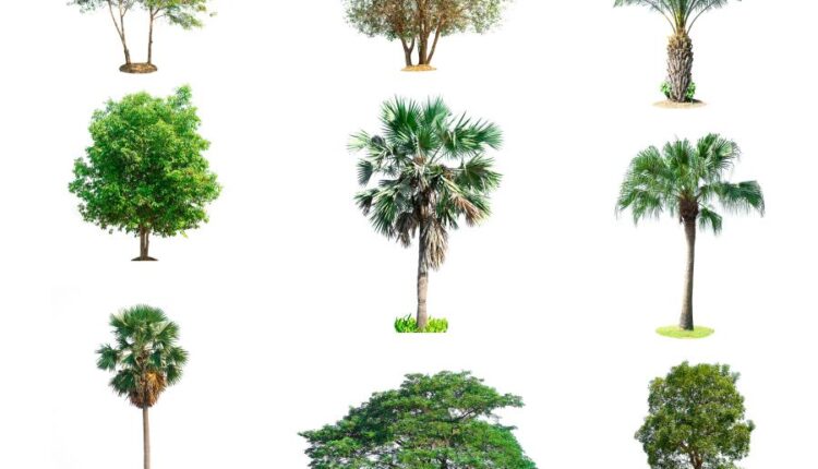 عکس استوک درخت   Tree Isolated on White Background