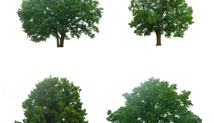 عکس استوک درخت   Tree Isolated on White Background