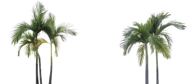 عکس استوک درخت   Tree Isolated on White Background