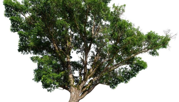 عکس استوک درخت   Tree Isolated on White Background