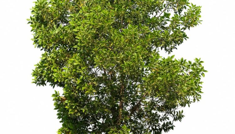 عکس استوک درخت   Tree Isolated on White Background