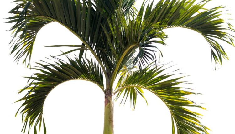 عکس استوک درخت   Tree Isolated on White Background