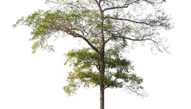 عکس استوک درخت   Tree Isolated on White Background