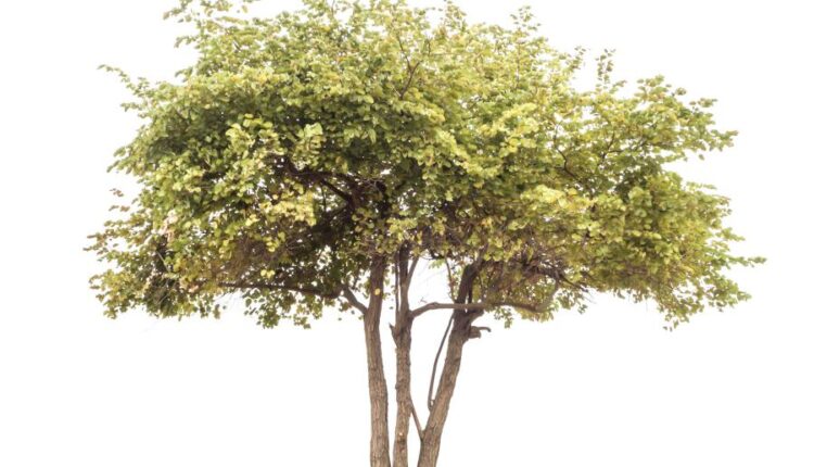 عکس استوک درخت   Tree Isolated on White Background