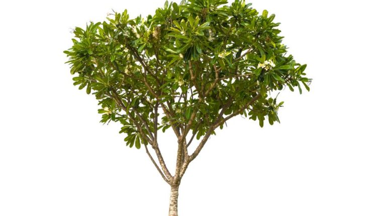 عکس استوک درخت   Tree Isolated on White Background