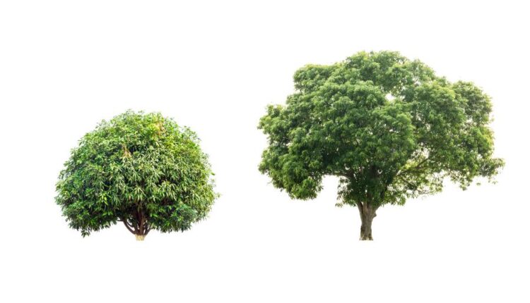 عکس استوک درخت   Tree Isolated on White Background