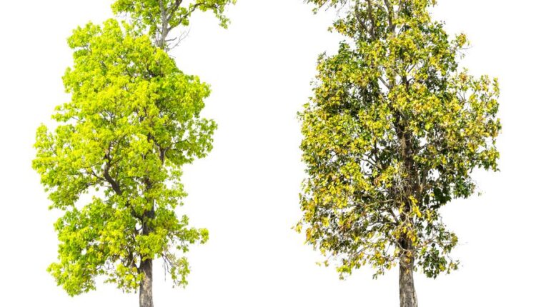 عکس استوک درخت   Tree Isolated on White Background