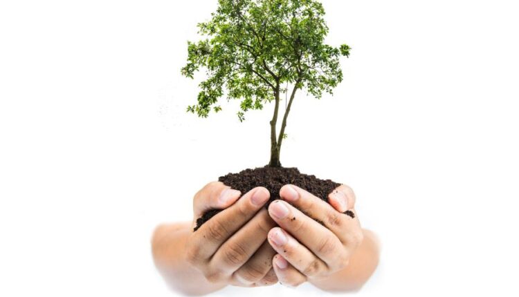 عکس استوک درخت   Tree Isolated on White Background