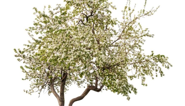 عکس استوک درخت   Tree Isolated on White Background