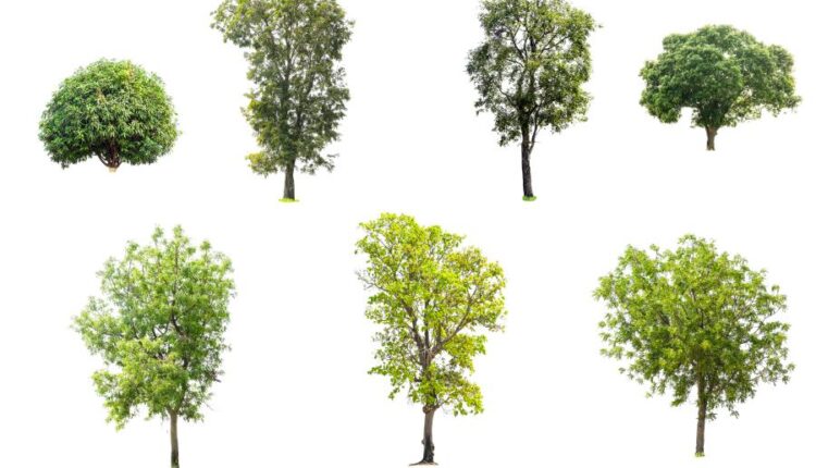 عکس استوک درخت   Tree Isolated on White Background