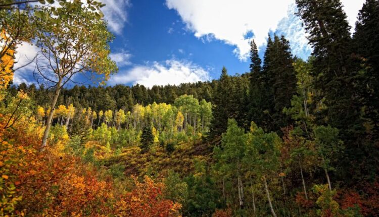 سری شصت و سوم والپیپر برای کامپیوتر   Beautiful Wallpapers