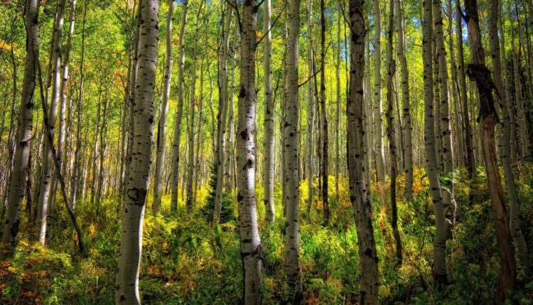 سری شصت و سوم والپیپر برای کامپیوتر   Beautiful Wallpapers