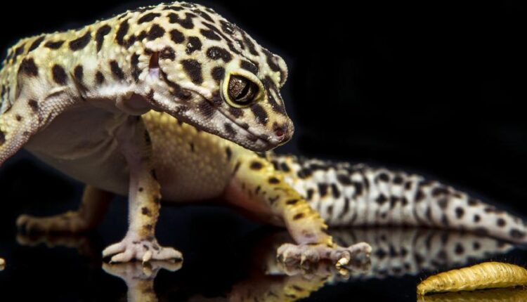 سری هفتاد و سوم عکس زمینه برای دسکتاپ   Beautiful Wallpapers