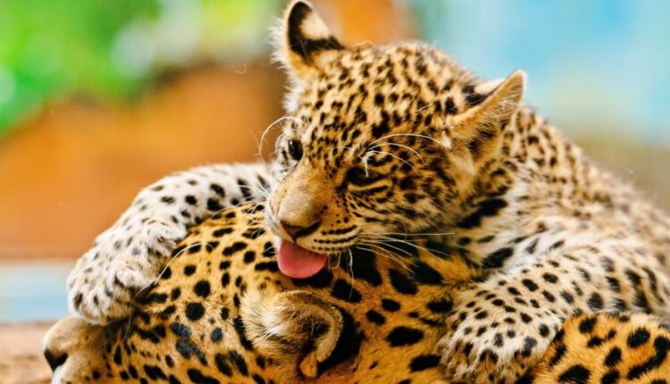 سری هفتاد و سوم عکس زمینه برای دسکتاپ   Beautiful Wallpapers