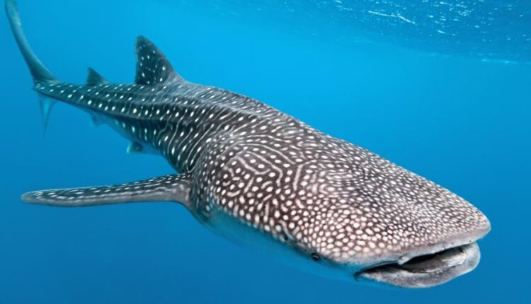 سری هفتاد و سوم عکس زمینه برای دسکتاپ   Beautiful Wallpapers