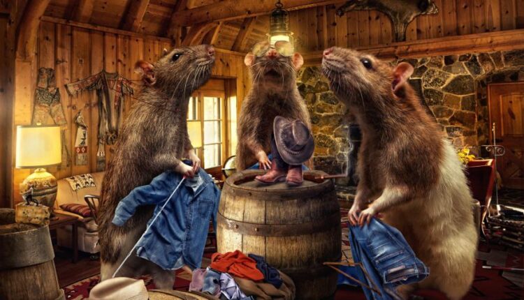 سری هشتاد و یکم عکس زمینه برای موبایل   Beautiful Wallpapers