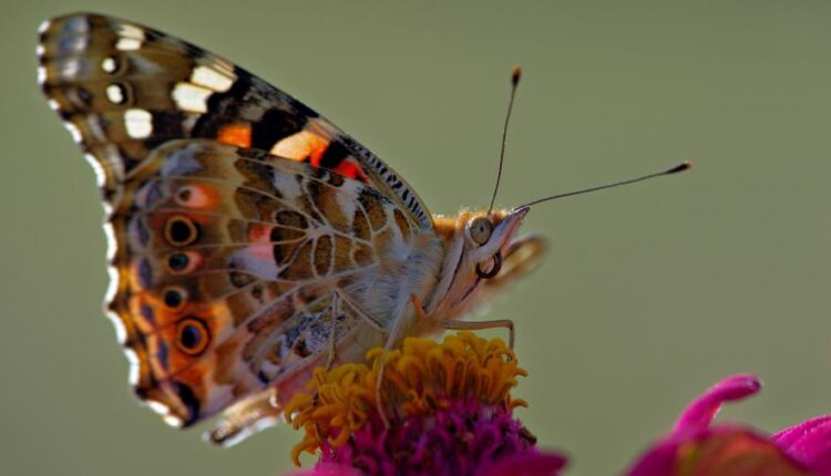 سری هشتاد و یکم عکس زمینه برای موبایل   Beautiful Wallpapers