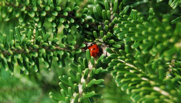 سری هفتاد و هفتم بک گراند برای دسکتاپ   Beautiful Wallpapers