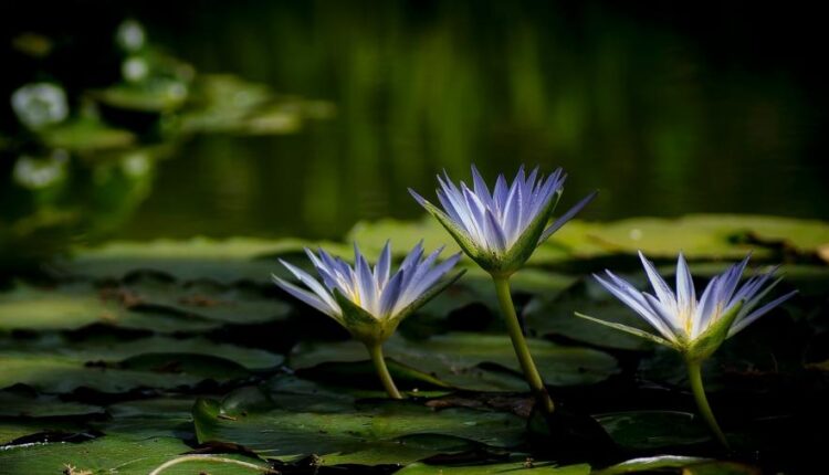 سری هفتاد و نهم بک گراند برای موبایل   Beautiful Wallpapers