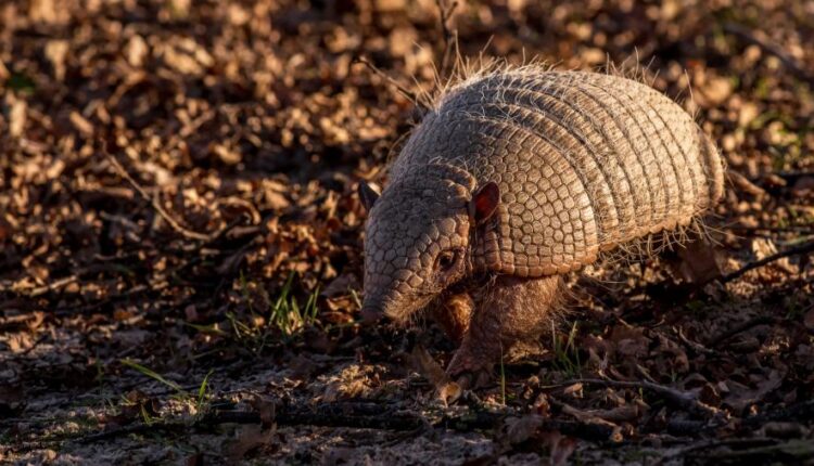 سری هفتاد و نهم بک گراند برای موبایل   Beautiful Wallpapers