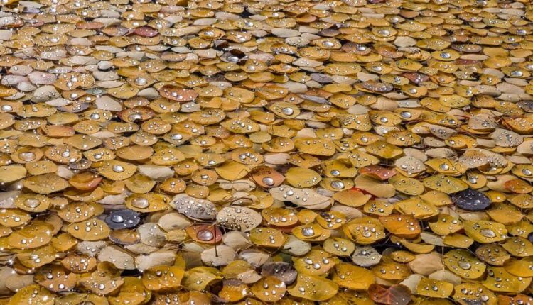 سری هفتاد و نهم بک گراند برای موبایل   Beautiful Wallpapers