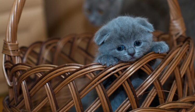 سری هفتاد و نهم بک گراند برای موبایل   Beautiful Wallpapers