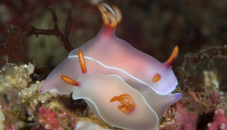 سری هفتاد و هشتم والپیپر برای دسکتاپ   Beautiful Wallpapers