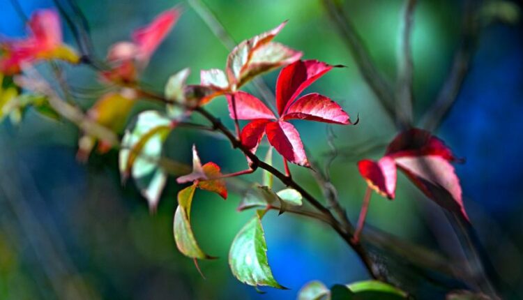 سری هفتاد و هشتم والپیپر برای دسکتاپ   Beautiful Wallpapers