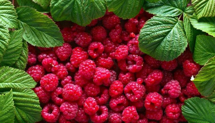 سری هفتاد و هشتم والپیپر برای دسکتاپ   Beautiful Wallpapers