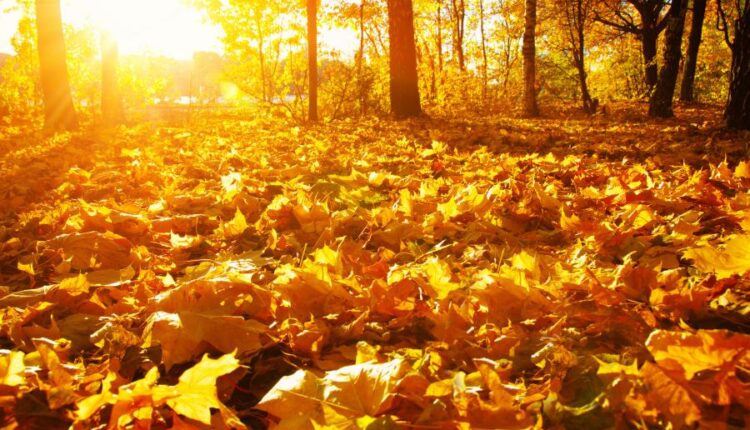 21 عکس استوک پاییز و درختان پاییزی   Autumn trees on sun